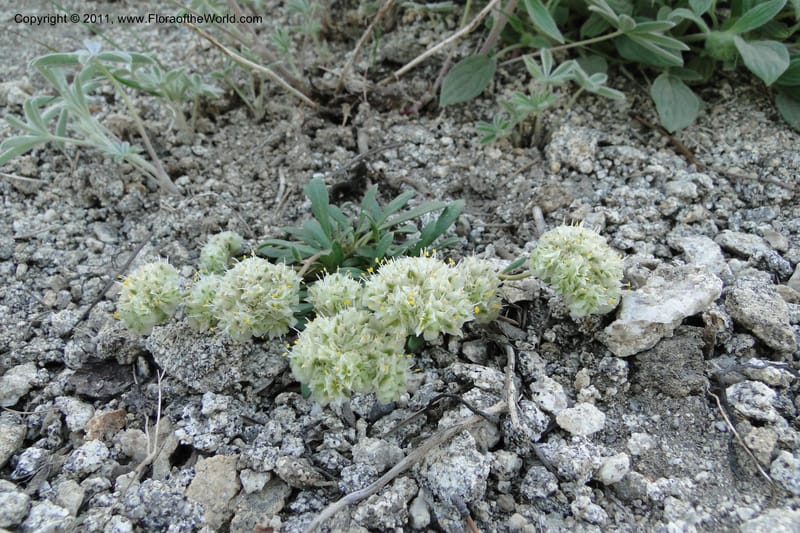 Calyptridium umbellatum, Davidson, C 11865--Idaho. Idaho Co. Warren Wagon Rd. 8 July 2011. 043.jpg
