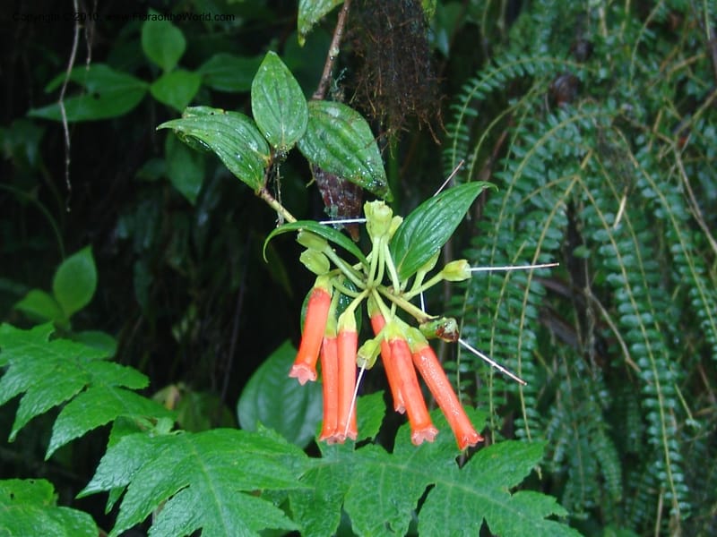 Macleania, Croat94625--Ecuador. Prov. Pichincha. Reserva Bellavista. 14 Feb 05.  277.jpg