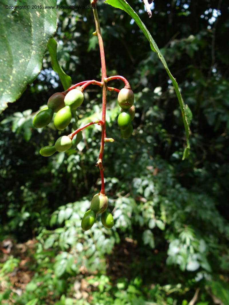 Ouratea, Hammel 26102--Costa Rica. Road into Ranchos Tinamu. 3 Mar 2012. DSC03548 (49).JPG