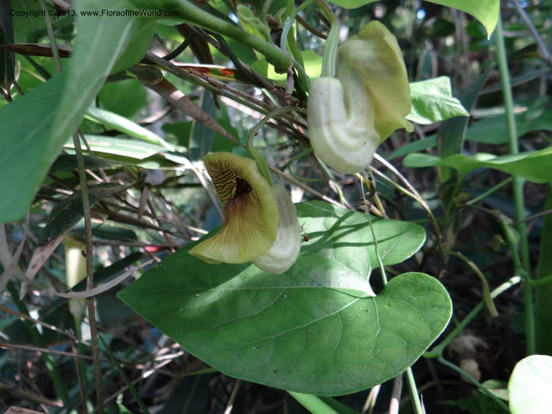 Aristolochia, Li Pan 1205292--China. Zhejiang Prov. Tian Mu Shan. 29 May 2012. DSC00348 (163).JPG