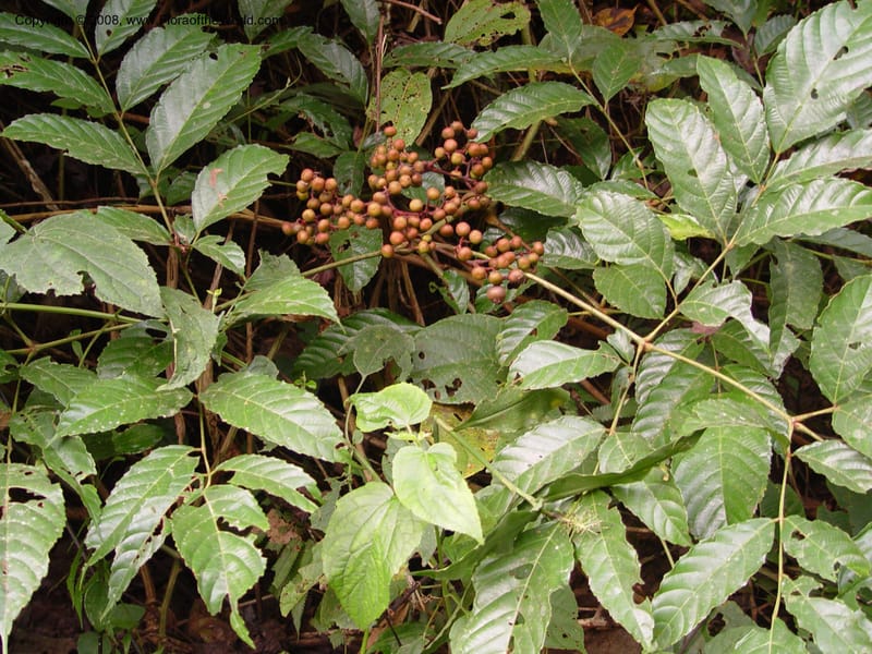 Leea guineensis--Cameroon. Mt. Cameroon. 6 Dec 03. 100.jpg