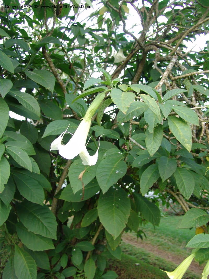Brugmansia suaveolens--Kenya. Limuru. Brackenhurst Bot. Gard. 1 Jul 04. 105.jpg