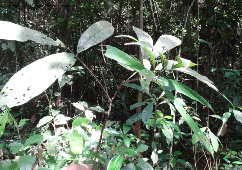 Chytranthus, Davidson, C 12372--Cameroon. Korup Nat. Park. 22 Mar 2014. DSC03203 (321).JPG