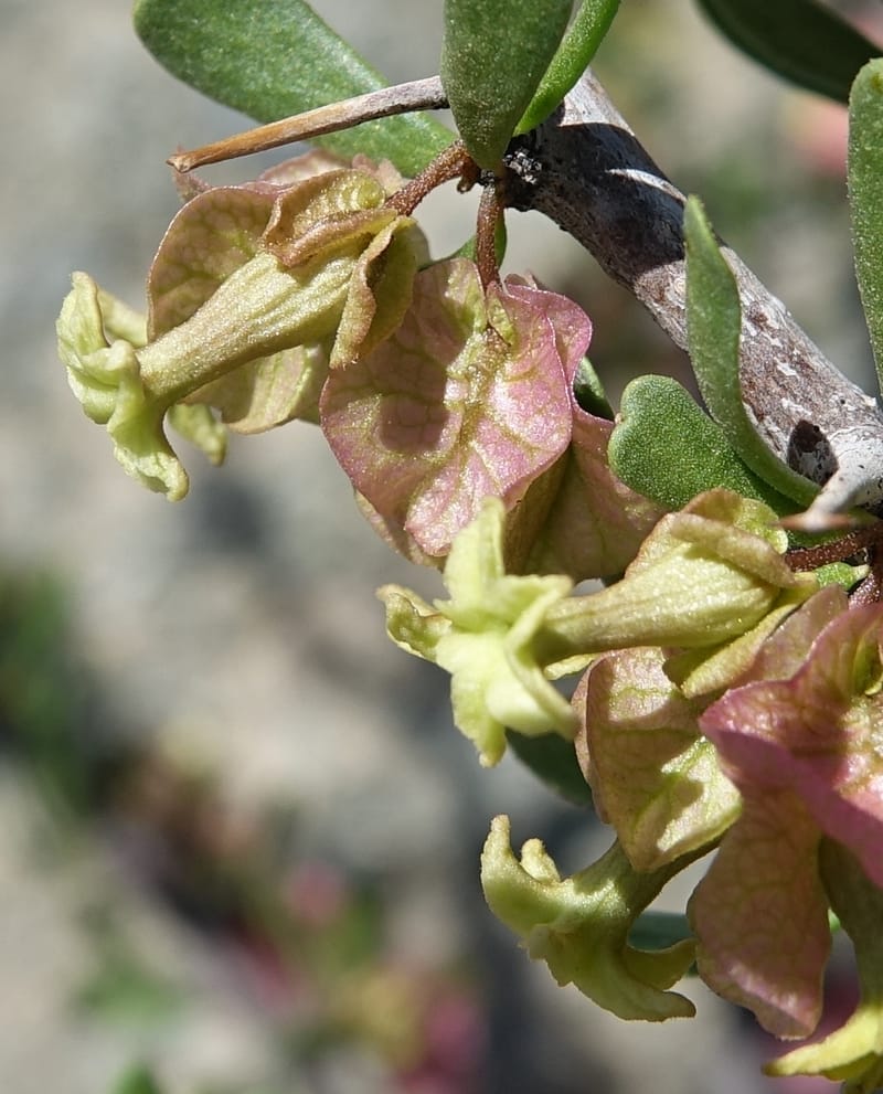 Bougainvillea spinosa, Fortunato 13089--Argentina. Hwy 150 W of Jachal. 5 Feb 2018. DSC08346 (105).JPG