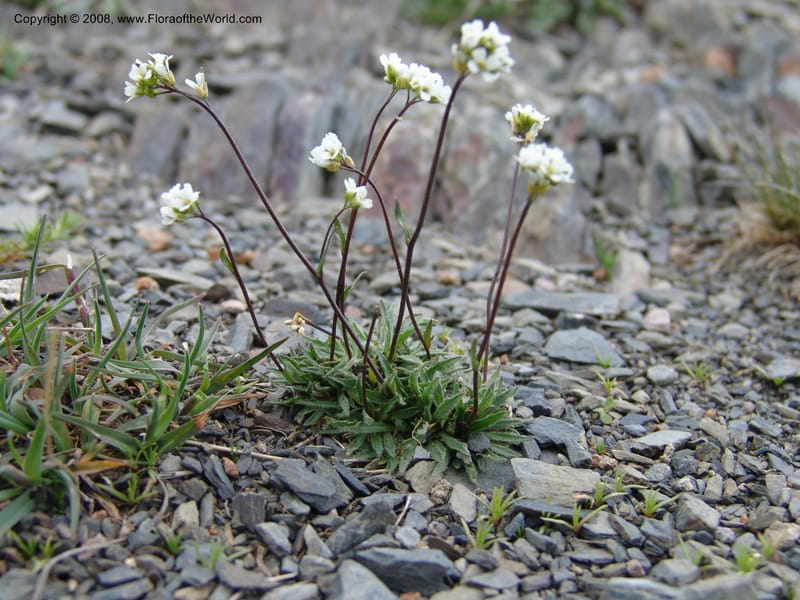Draba hispida--Georgia. Kazbeki . Trail-road to Sameba Church. 2 Jun 05. 406.jpg