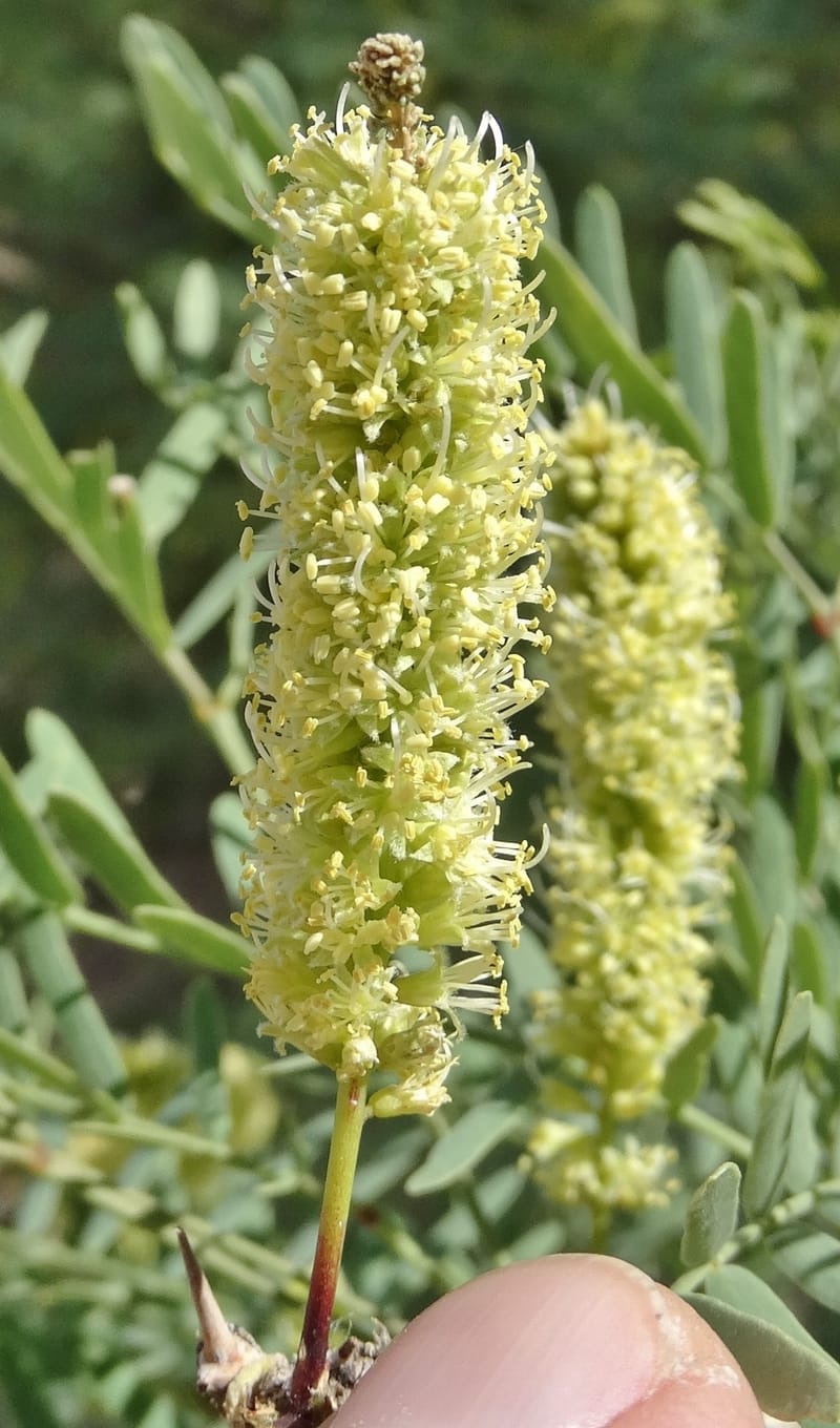 Prosopis glandulosa torreyana, Davidson, C 13168--California, Afton Canyon, 22 Apr 2016  8301 (14).JPG