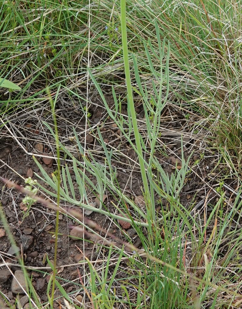 Lomatium triternatum, C. Davidson 13753--Oregon. Wallowa Co. Zumwalt.Trail Cr. Rd. 4 Jun 2018. DSC04078 (107).JPG