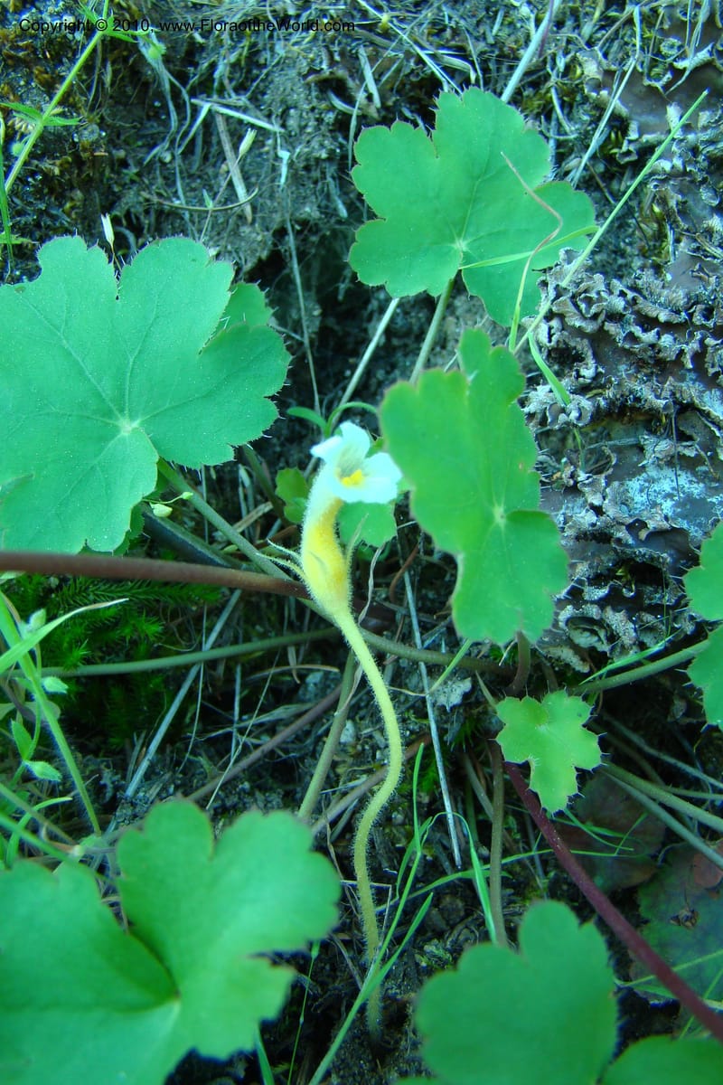 Orobanche uniflora, C. Davidson 11378--Idaho. Idaho Co. Salmon River. Polly Bemis Ranch. 27 May 2009. 022.jpg