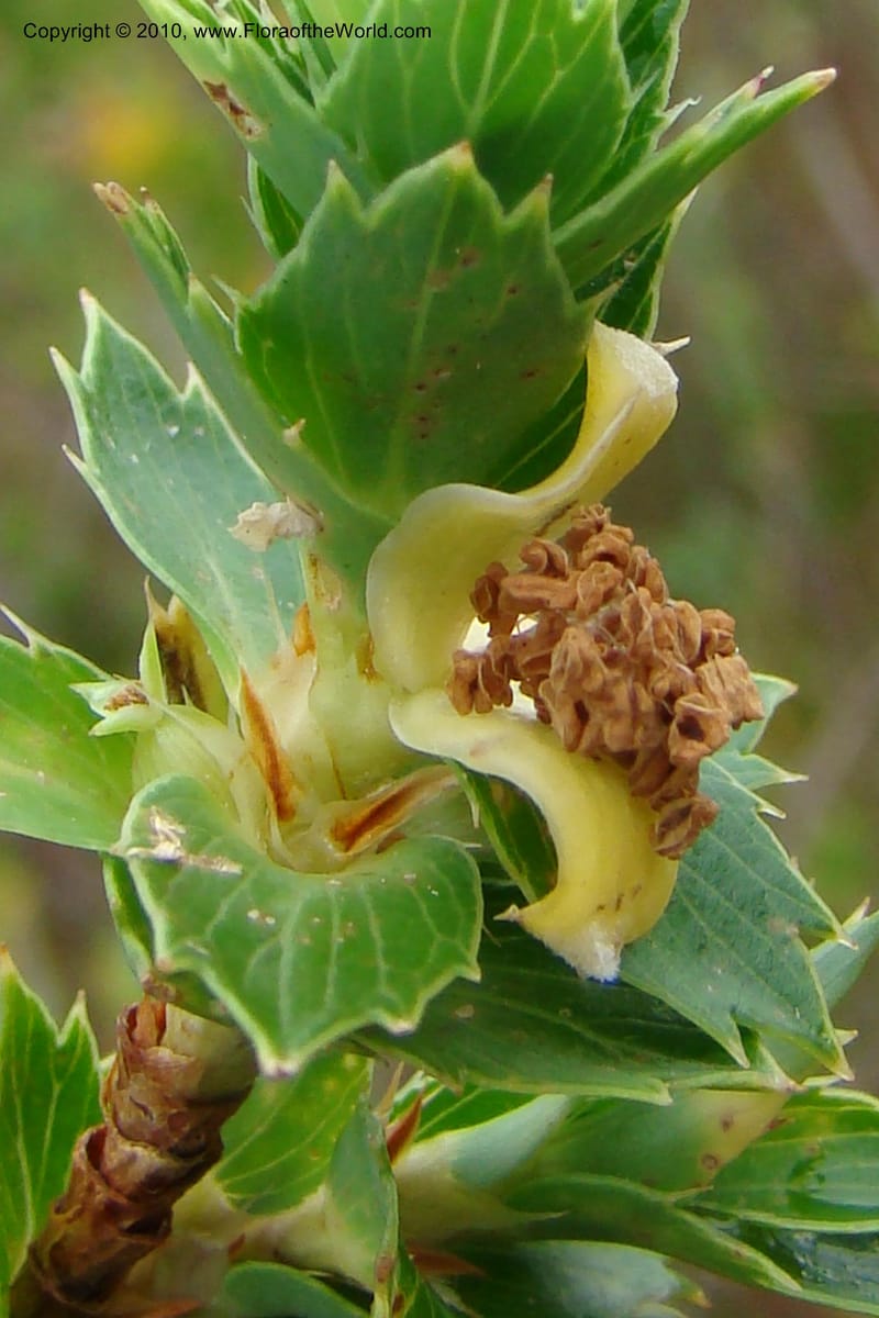 Cliffortia, not. coll.--South Africa. Marloth Nat. Res. Langeberg Mts. 22 Aug 09. 177 (2).jpg