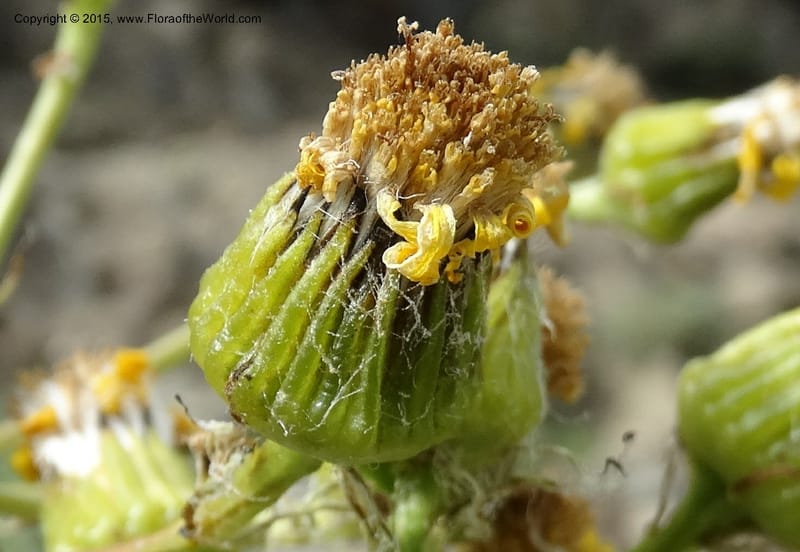 Senecio, Davidson, C 12598--ID. Idaho Co. Seven Devils Camp Ground. 15 Jul 2014. DSC00113 (319).JPG