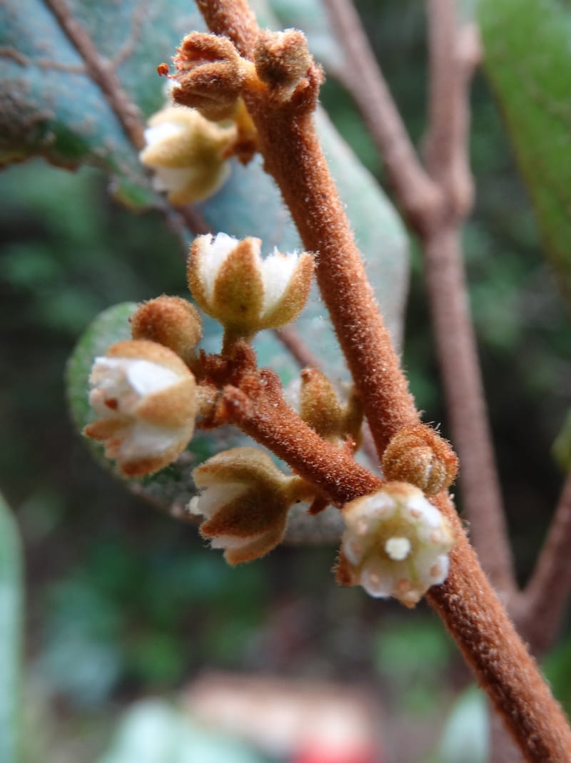 Storthocalyx sordidus, Callmander, M 1230--New Caledonia. Haute Robinson. 11 Nov. 2015. DSC00909 (95).JPG
