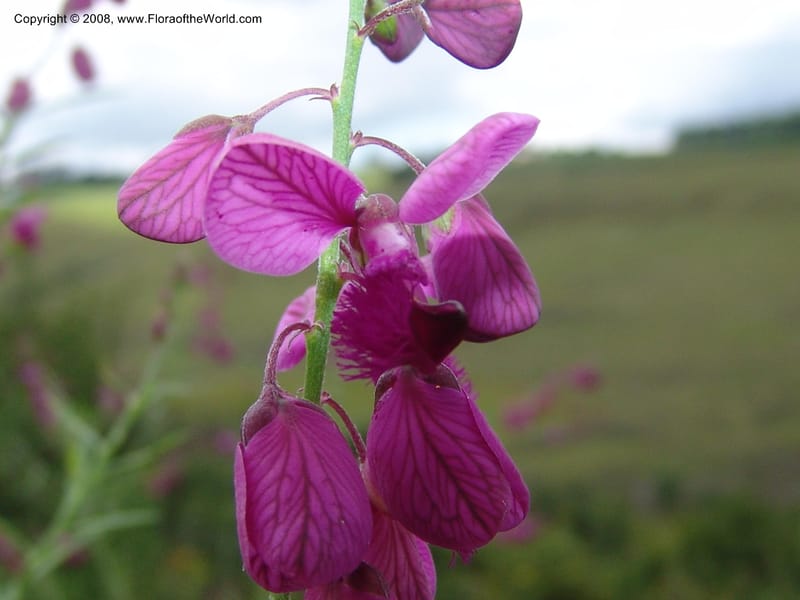 Polygala virgata--So.Africa. KZN. Midl. Meand. Granny Mouse. 13 Mch 05. 030.jpg