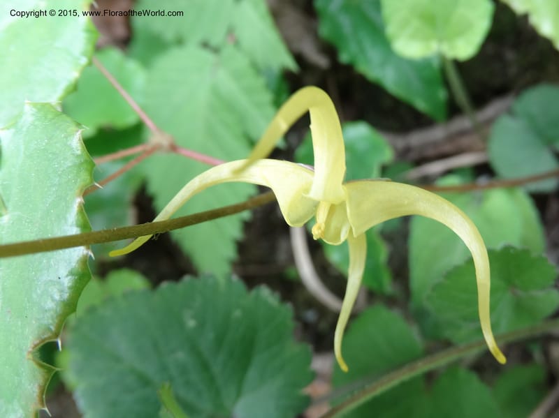 Epimedium, Boufford, D 43586--China. Sichuan. Tudiling Tunnel. 6 May 2014. DSC03860 (203).JPG