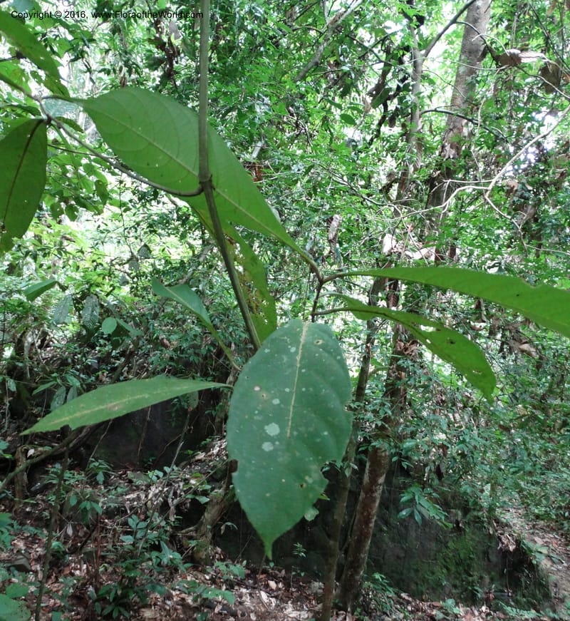 Callicarpa, Davidson, C 12680--Sabah. Danum Valley. 4 Oct 2014. DSC01741 (329).JPG