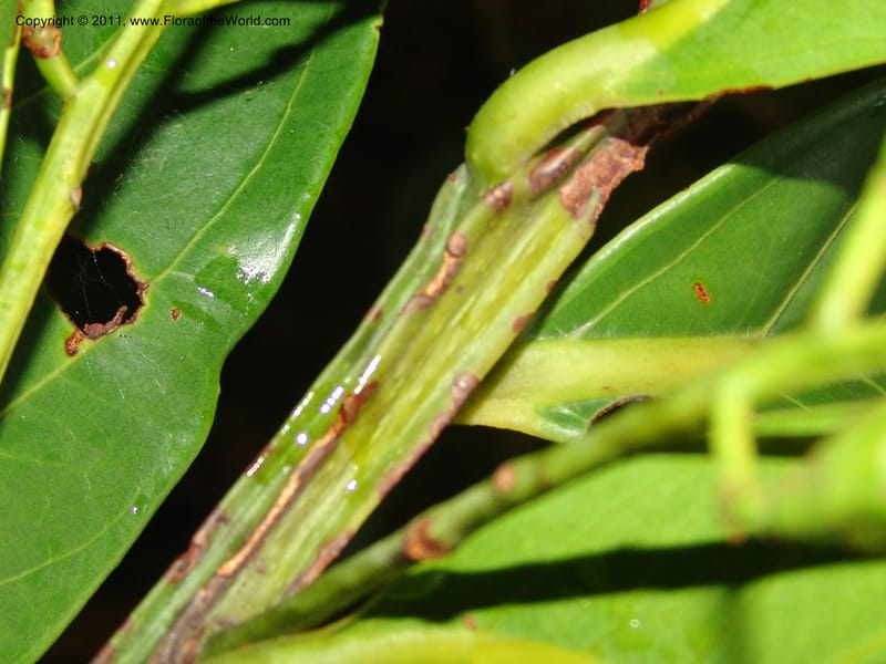 Ocotea olivacea, RVasquez 31543--Peru. Prov. Oxa. Estac. Paujil. Send. El Mirador. 16 Oct 06. 201 (3).jpg