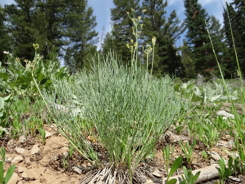 Lomatium graveolens, Mansfield, D 12-598--ID. Bear Lake Co. Mt. Sherman. 13 Jul 2012. DSC03473 (38).JPG