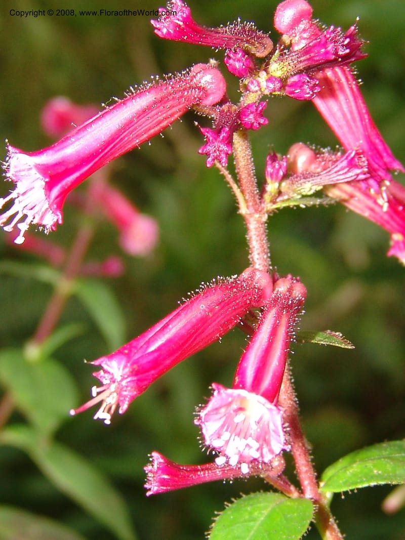 Cuphea subuligera--CA. San Francisco Botanical Garden (Strybing Arb.). 30 Mch 06. 301.jpg