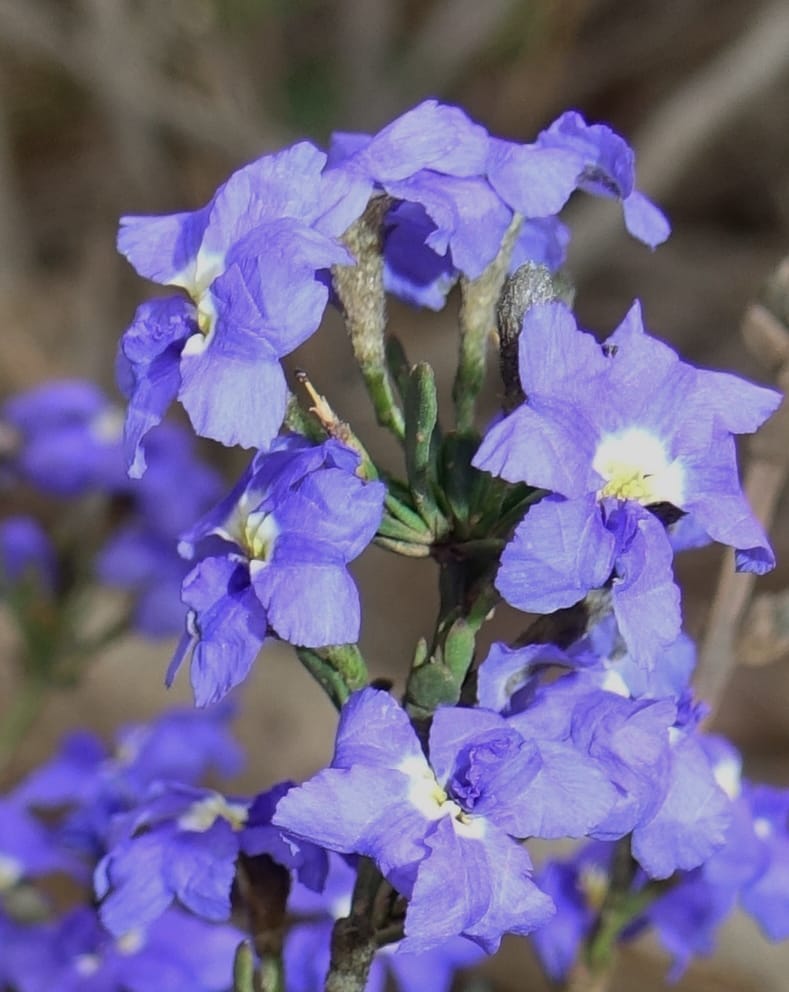 Dampiera fasciculata, Davidson, C 13525--Australia. W. A. Trail to Mt. Hassell. 30 Oct 2016. DSC07078 (73).JPG