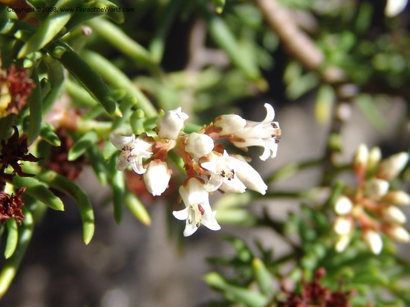 Crassula sarcocaulis--So.Africa. E. Cape. Joubert's Pass, SE of Lady Gray. 9 Mch 05. 115.jpg
