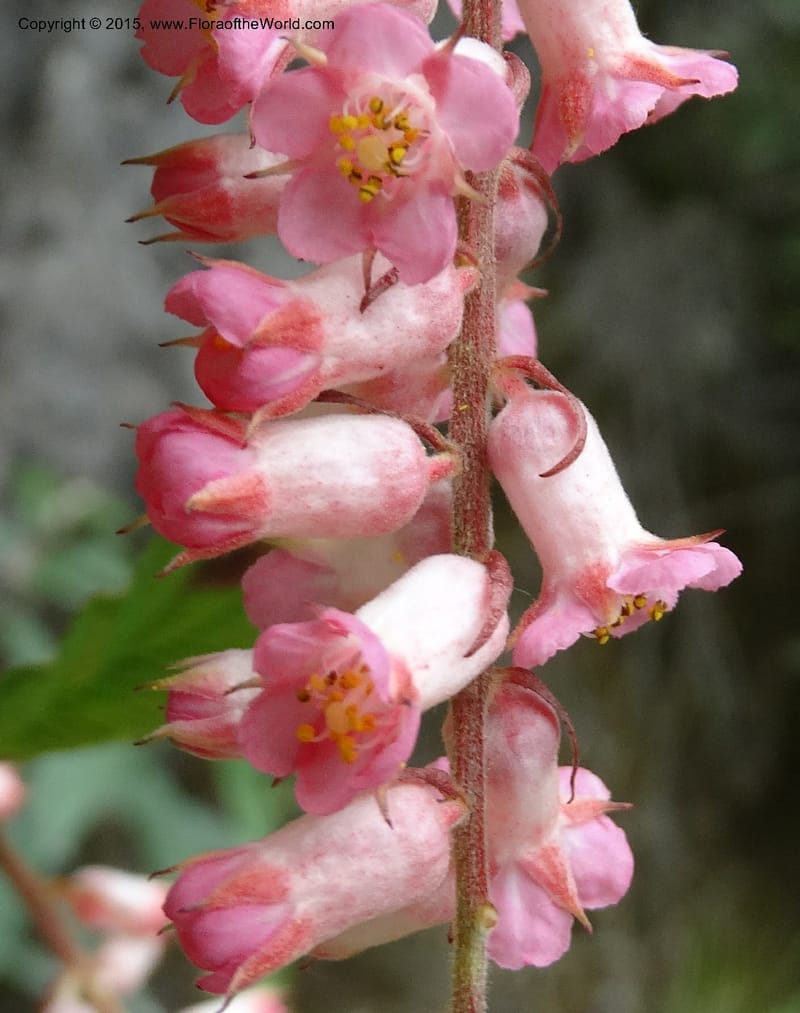 Neillia thibetica, Boufford, D 43710--China. Sichuan. LongDongZhen on Rd. to LeiYuan Shan. 13 May 2014. DSC05860 (12).JPG