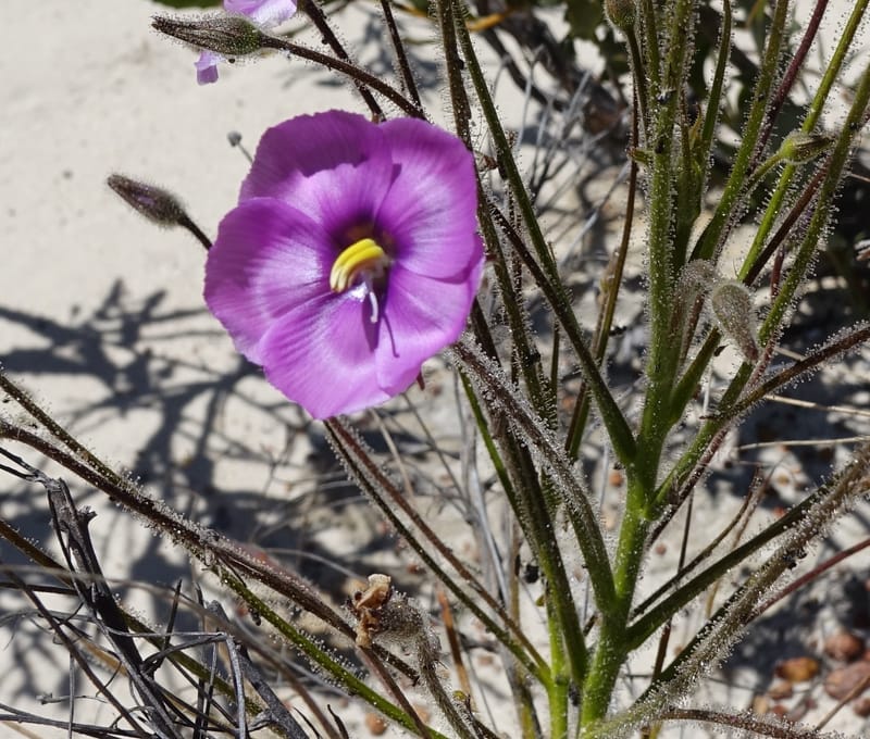 Byblis lamellata, Davidson, C 13426--Australia. W.A. Green Head-Coorow Rd. Stop 2. 24 Oct 2016. DSC04873 (27).JPG