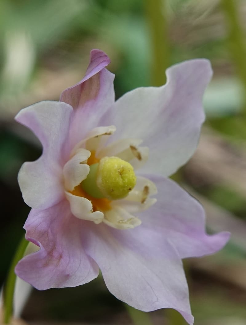 Ranzania japonica--Japan. Myoko Kenmin-no-mori. Hiuchiyama Trial. 27 May 2016.  (150).JPG