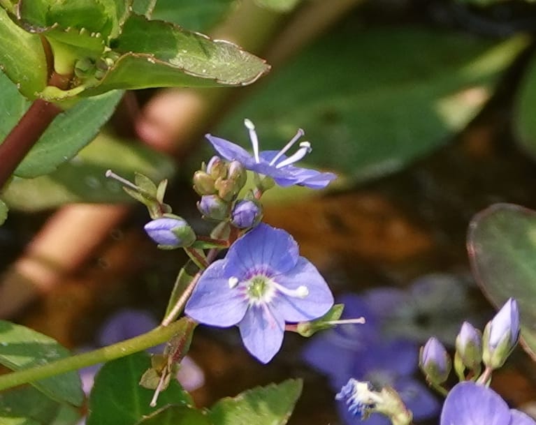 Veronica americana, Davidson 14266--OR. Harney Co. Steens Mtn. July 2021. DSC09986 (41).JPG