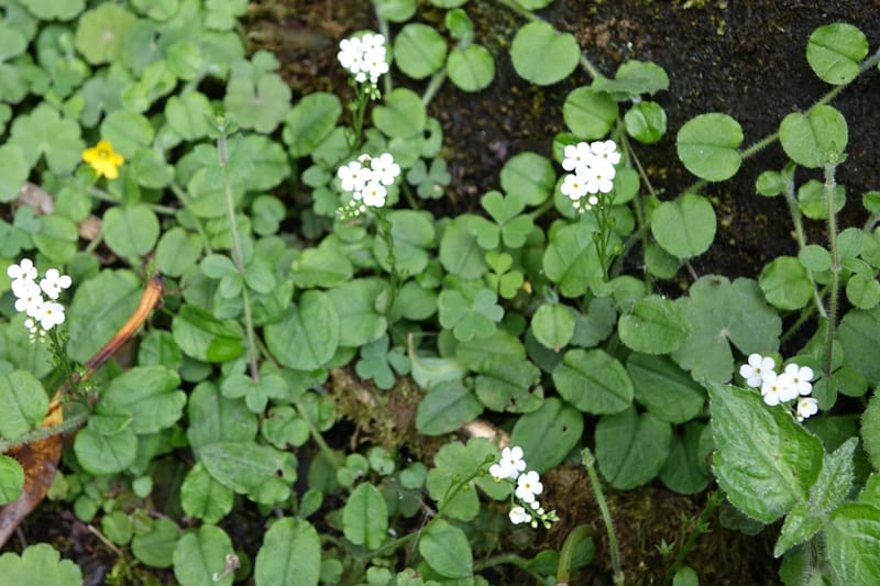 Trigonotis formosana, Tseng Yu-Hsin 1317--Taiwan. SW of Nanshan on highway 7. 20 May 2016. DSC03339 (79).JPG