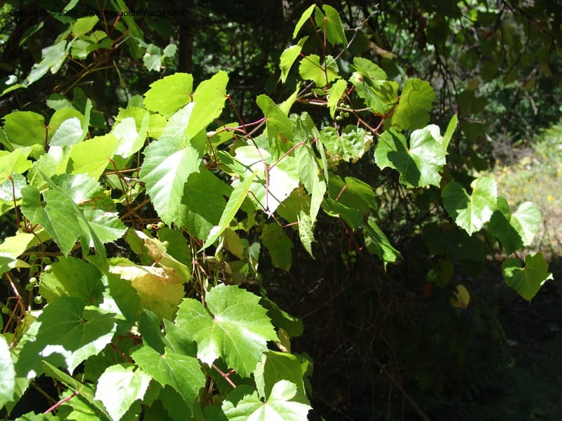 Vitis arizonica--AZ. Coconino Co. Oak Cr Canyon. W Fork Trail 108. 4 Sep 04. 159.jpg
