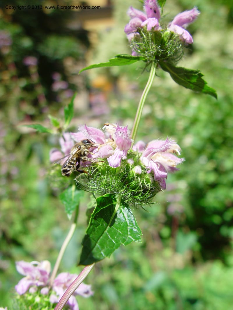 Stachys--Italy. Univ. Fir., Giardino dei Simplici, Florence. 22 May 03.  (2).jpg
