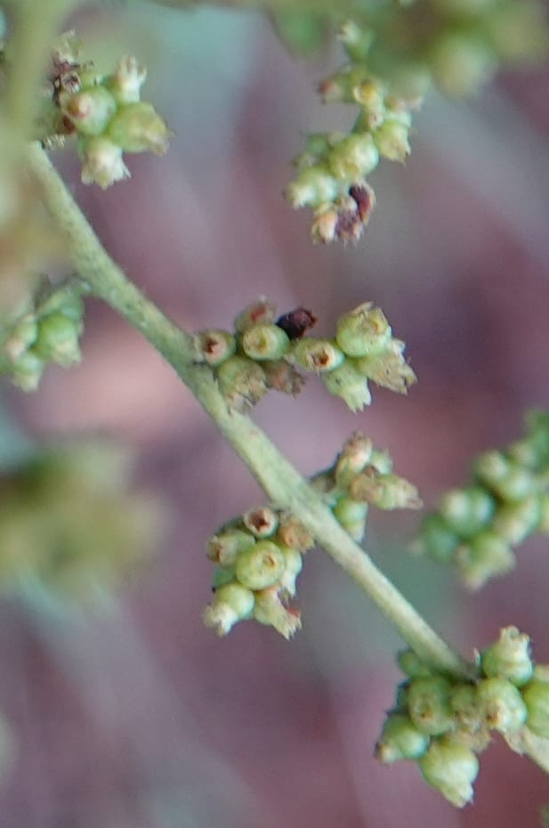 Wendlandia ligustrina, D. Boufford 44129--China. Yunnan. Meizi Lake Park. 3 May 2018. DSC01424 (212).JPG