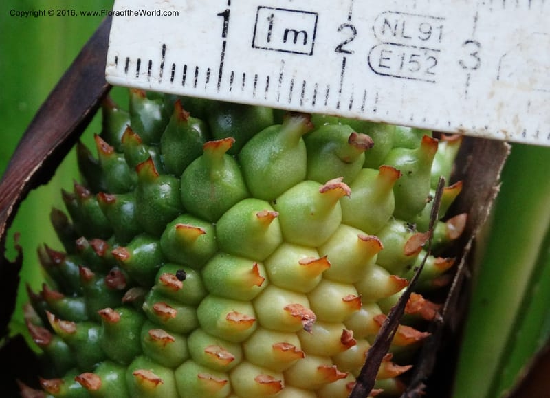 Pandanus borneensis, Callmander, M 1186--Sabah. G. Silam. 1 Oct 2014. DSC00937 (192).JPG