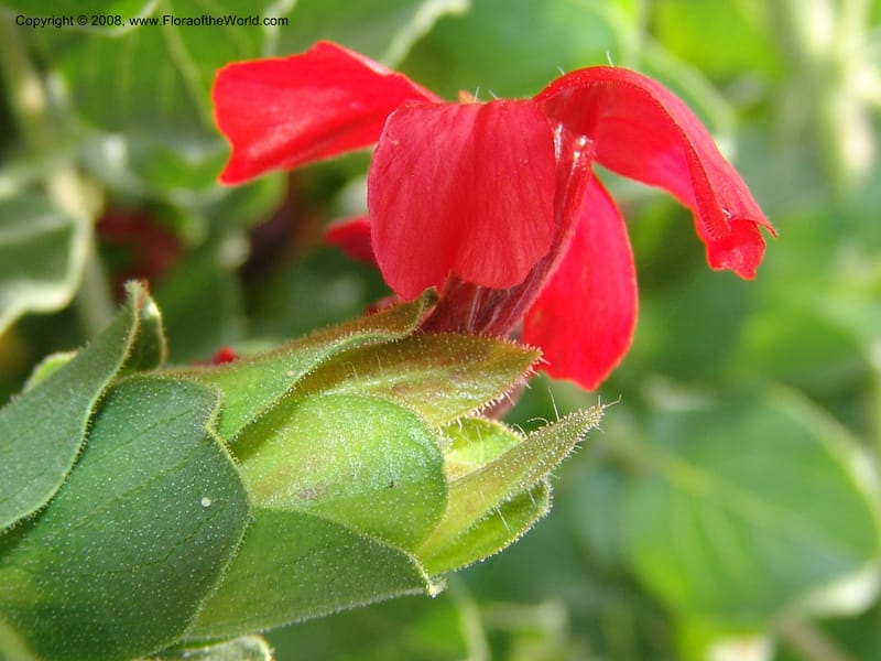 Petalidium bracteatum--So. Africa. Lowveld Nat. Bot. Gard. 14 Mch 05. 272.jpg
