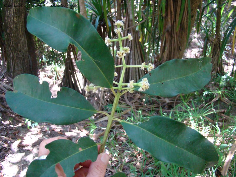 Syzygium,  Munzinger, J 4758--New Caledonia, Prov N, Les Trois Creeks,  13 Nov 2007, 065 (1).jpg