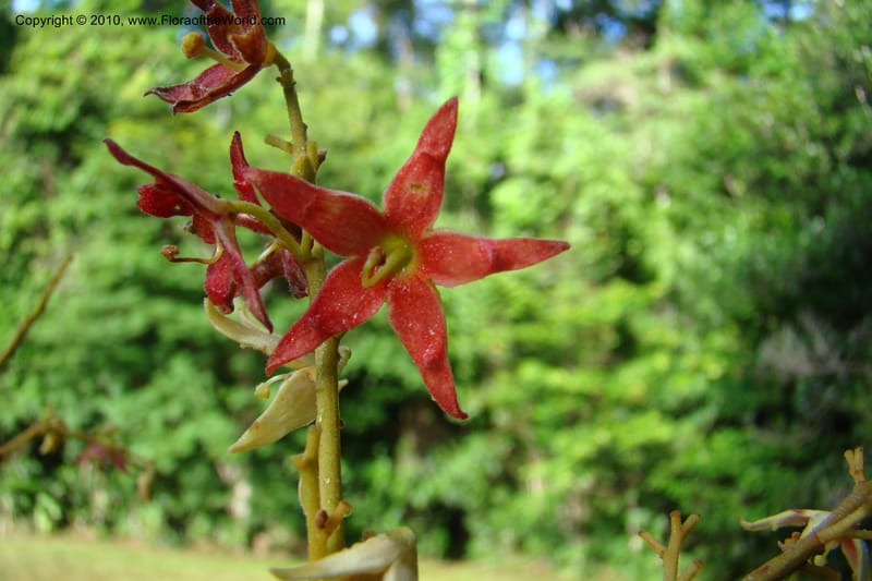 Sterculia villifera, Mori, 27339--French Guiana. Les Nouragues Station. 27 Oct 09. 031.jpg