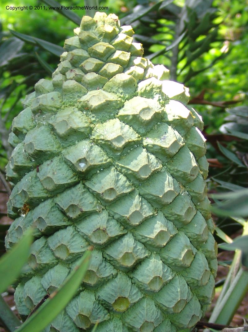 Encephalartos arenarius--So.Africa. Lowveld Nat. Bot. Gard. 14 Mch 05. 339.jpg