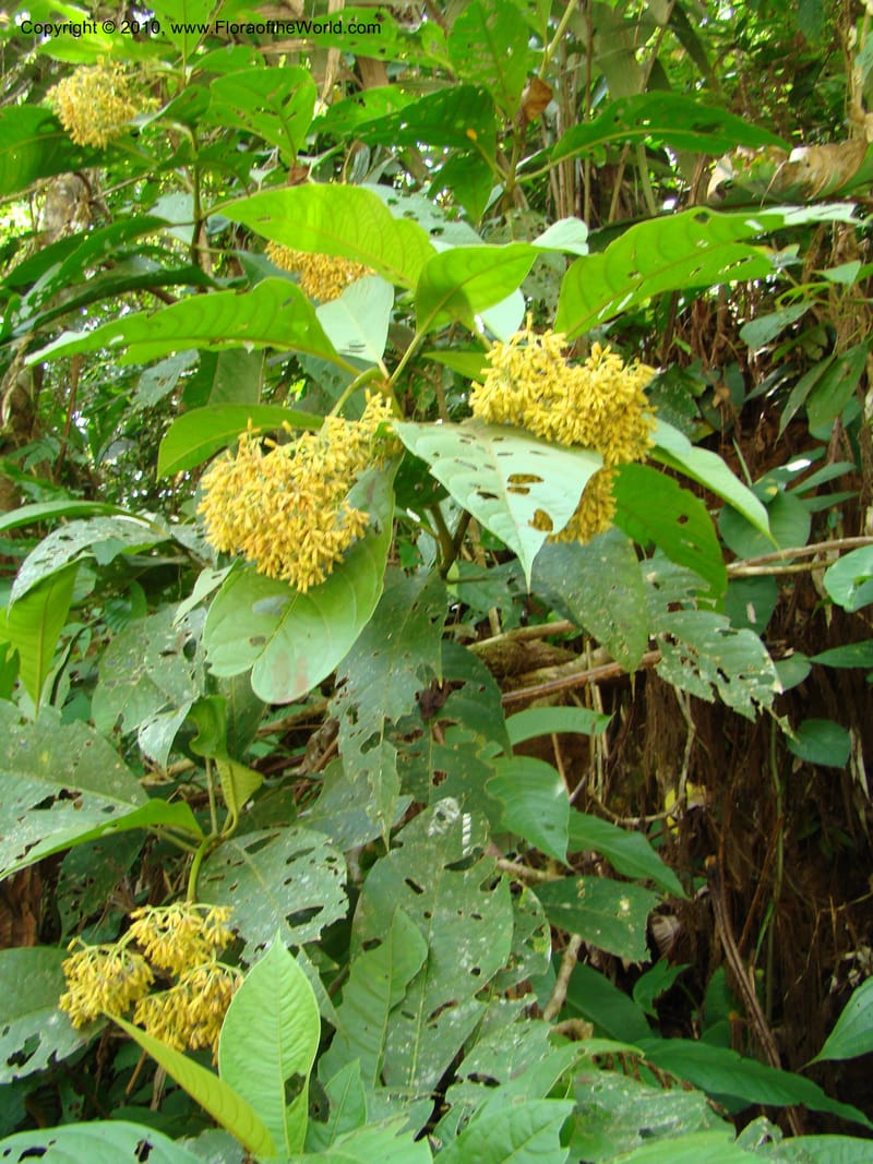 Neea amplifolia, B. Hammel 24697--Costa Rica. Prov. Limon. Selva Bananito Lodge. 13 Apr 08. 049.jpg