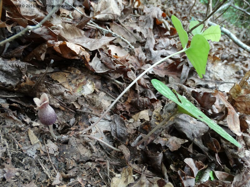 Asarum arifolium, Davidson, C 13035--Georgia. Stephens Co. Panther Cr. 18 May 2015.  (61).JPG