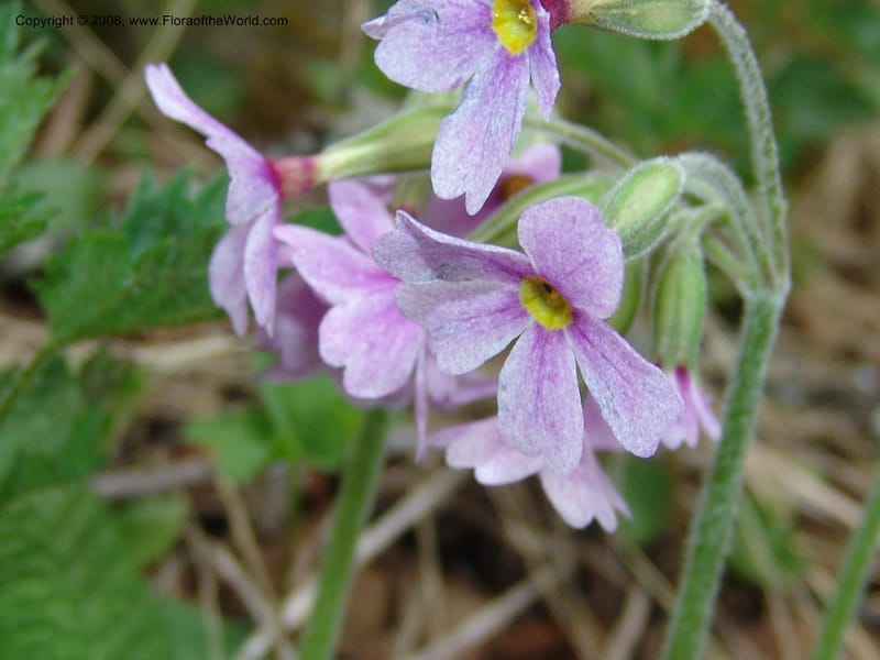 Primula amoena--Georgia. Kazbeki . Trail-road to Sameba Church. 2 Jun 05. 237.jpg