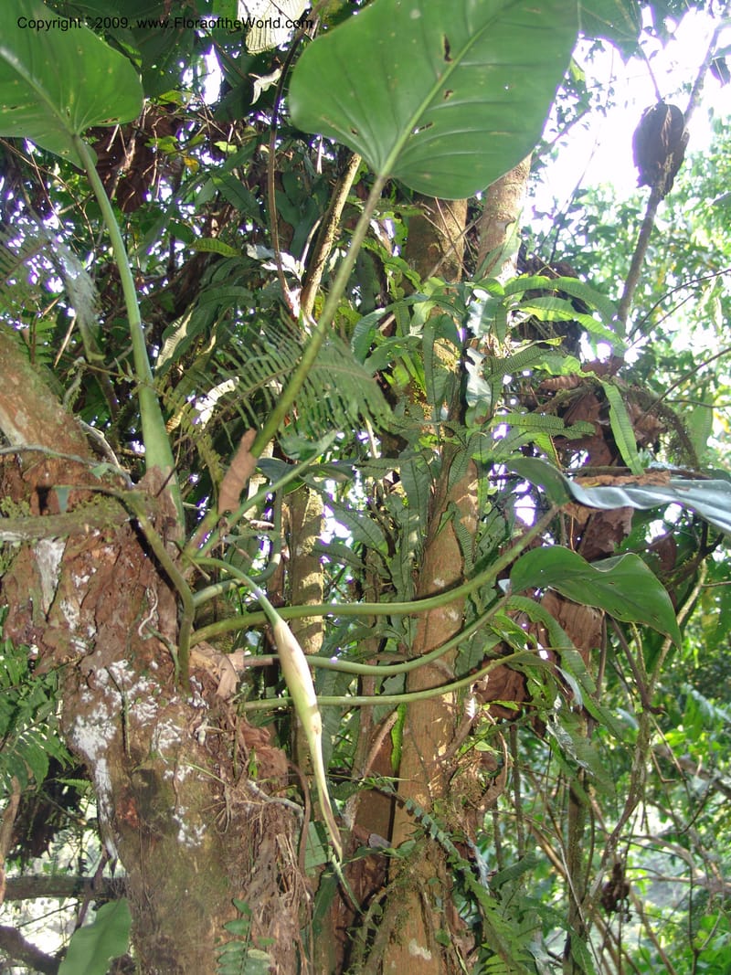 Philodendron attenuatum, Croat98778--Ecuador. Z.C. Margin of Rio Nangaritza. 17 Sep 07. 335.jpg