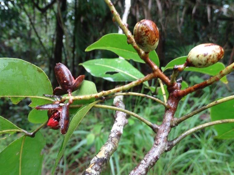 Lepidocupaniopsis concolor, Munzinger, J 7390--Fiji. Across the road from Waisali RF. 8 Nov 2015. DSC00330 (287).JPG