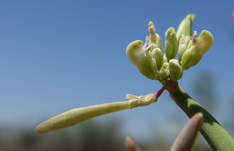 Bredemeyera colletioides, Fortunato 13068--Argentina. Hwy 60, rocky river channel. 3 Feb 2018. DSC08172 (66).JPG