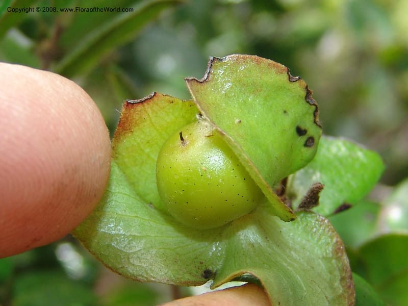 Diospyros scabrida--So.Africa. E. Cape. Umtamvuna Nat. Res. 11 Mch 05. 494.jpg