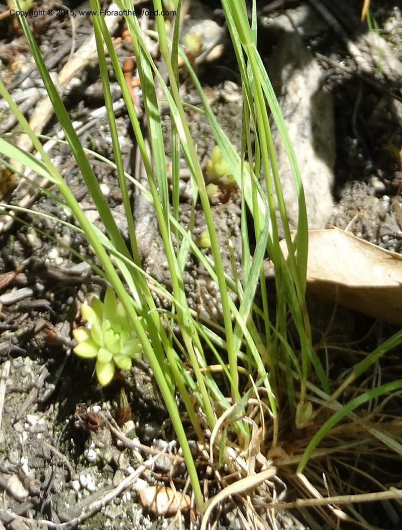 Agrostis scabra, Davidson, C 12566--Idaho. Valley Co. Payette Lake. Sylvan Beach. 12 Jul 2014. DSC09429 (250).JPG