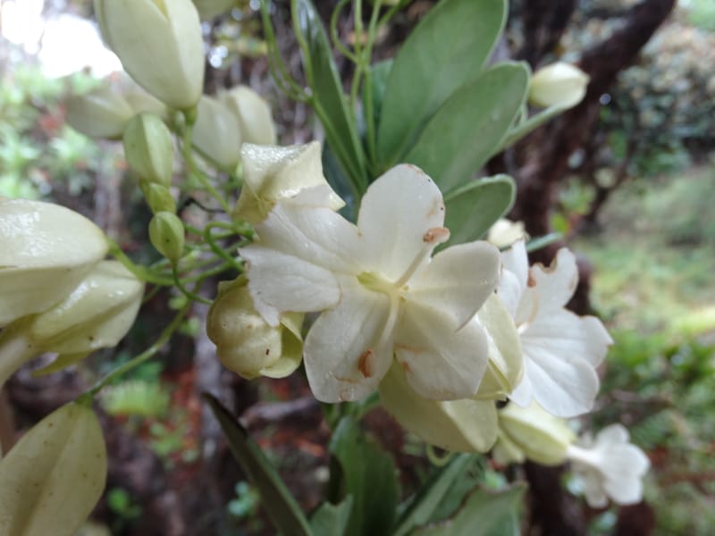 Oxera crassifolia, Munzinger, J 7429--New Caledonia. Mont Humboldt. 14 Nov 2015. DSC02401 (260).JPG