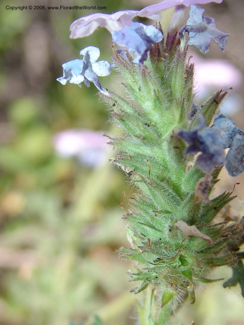 Verbena gooddingii--AZ. Coconino C. Hwy 89A. Oak Cr Can,  Midgley Bridge. 14 May 05. 069.jpg