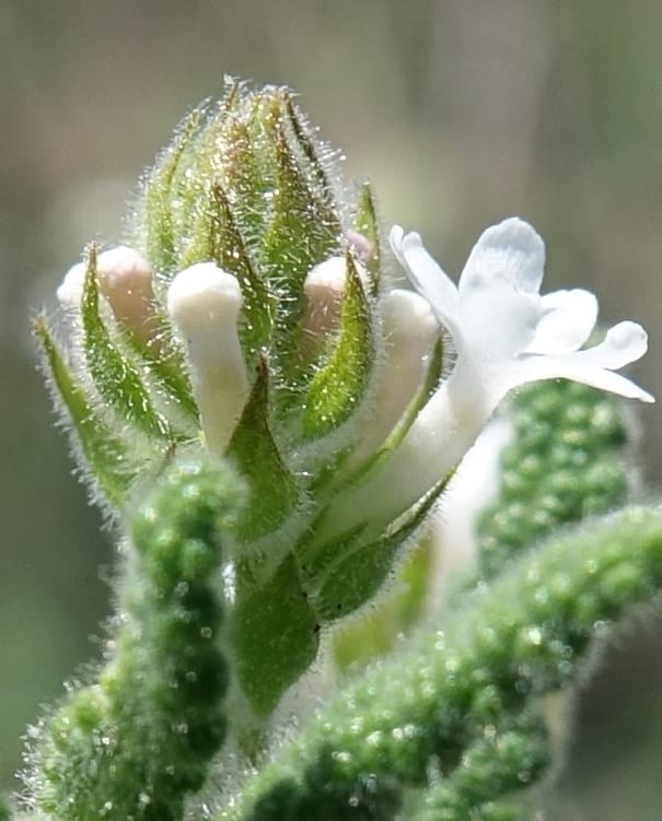 Aloysia castellanosii, Fortunato 13147--Argentina. Hwy 150, S of Ischigualasto. 7 Feb 2018. DSC09263 (71).JPG