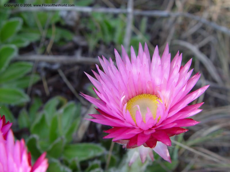 Helichrysum ecklonis--So. Africa. Drakensberg Mts. Giant's Castle. 3 Oct 03. 031.jpg