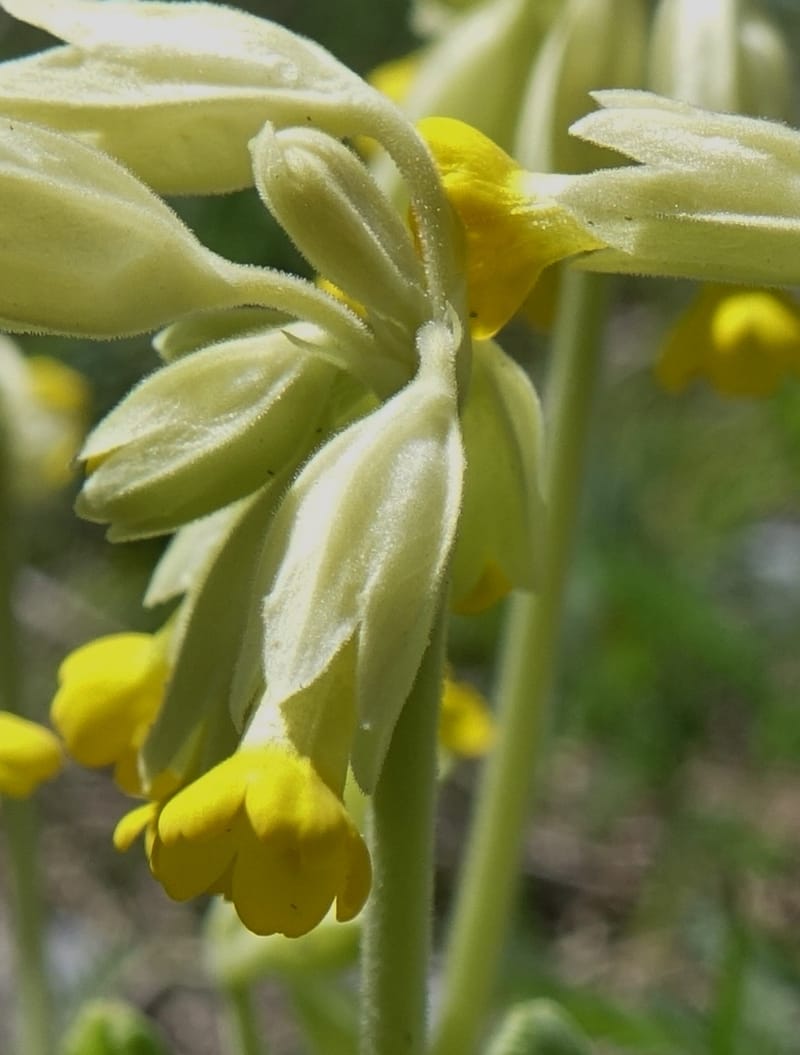Primula veris subsp. veris, Davidson, C 13321--Switzerland. Les Violettes. 4 Jul 2016. DSC09126 (395).JPG