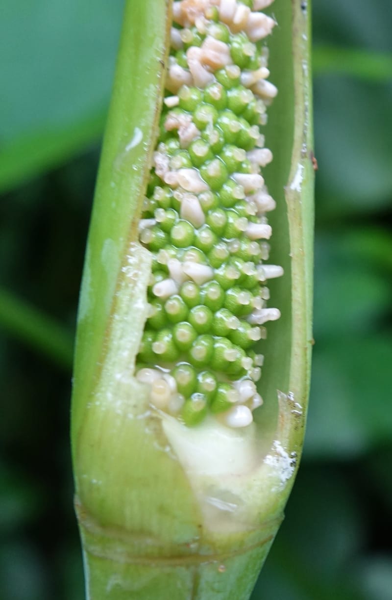 Colocasia formosana, Chung Kuo-Fang 3352--Taiwan. Wulai Distr. Wulai village. Hsing Hsian Trail. 19 May 2016. DSC03046 (220).JPG